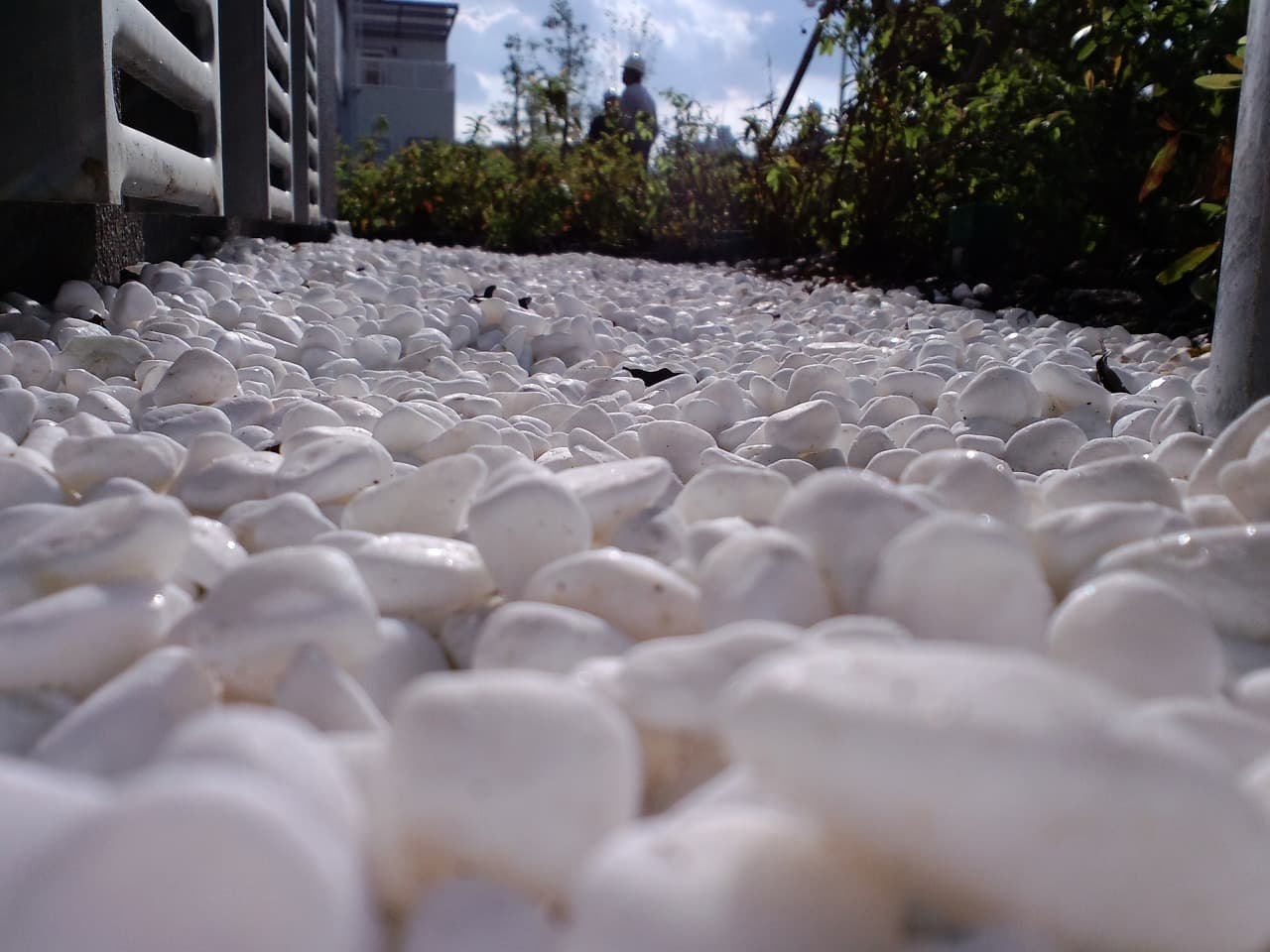 赤羽団地_湘南ロックガーデン