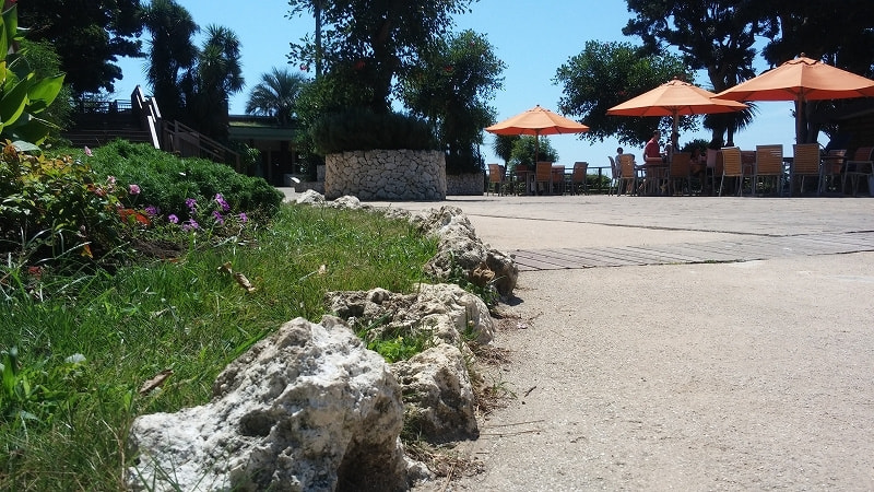 琉球石灰岩_湘南ロックガーデン