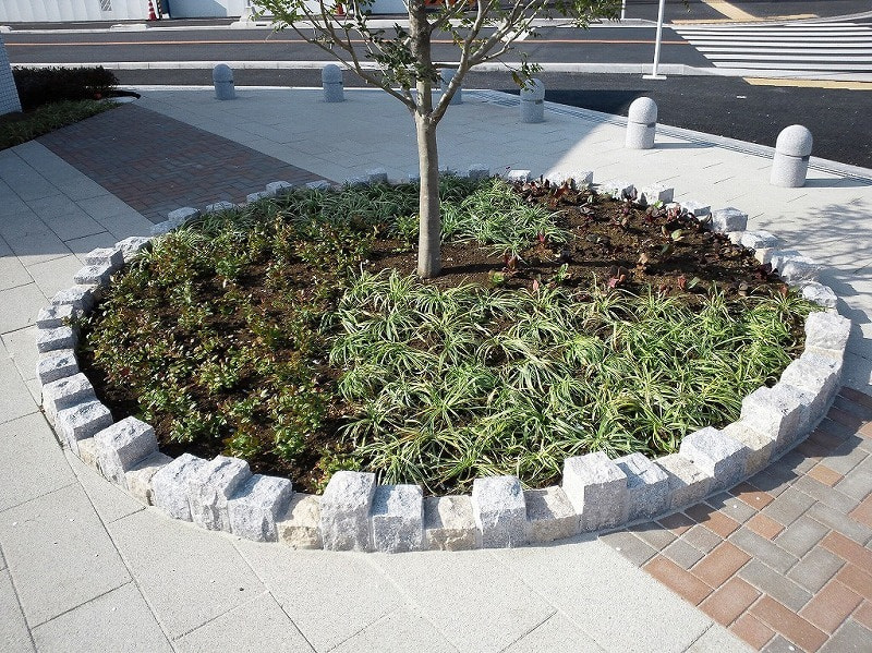 スノークイーン＆チェリーホワイト＆ラストビア_湘南ロックガーデン