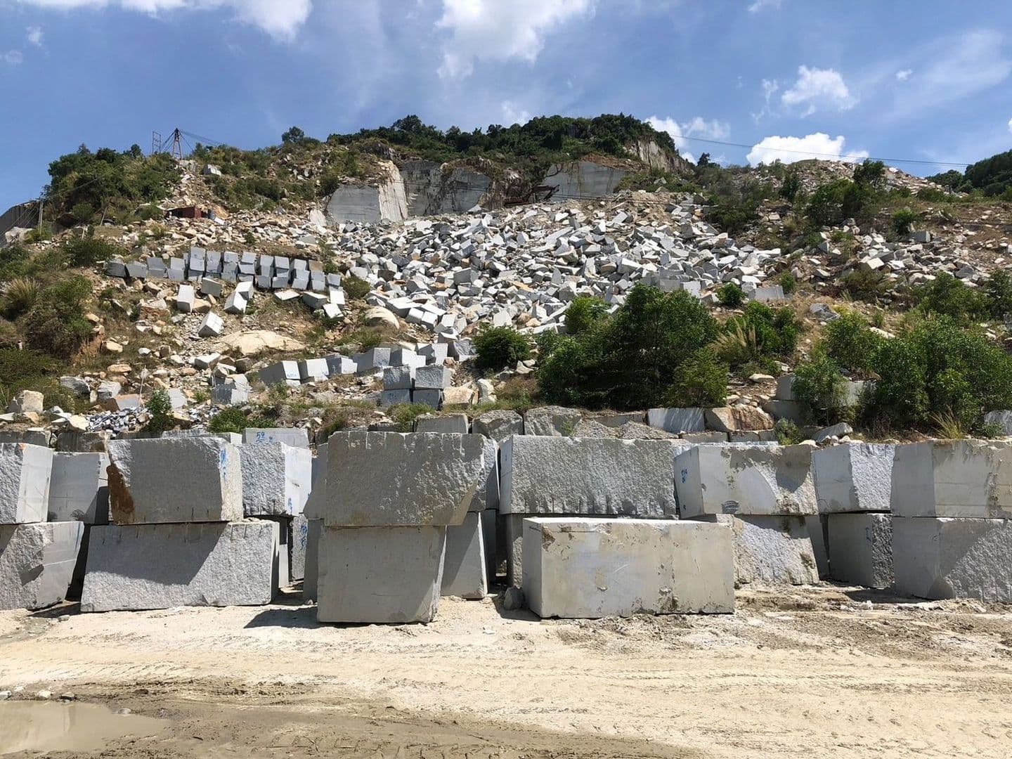 ベトナム白_湘南ロックガーデン